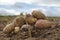 Digging organic multicolored potatoes in farm field