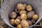 Digging potatoes in the garden. Time of harvest, planting potatoes.