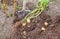 Digging potatoes with shovel on the field from soil