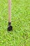 Digging Shovel for Green Grass
