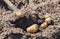 Digging up fresh home grown potatoes