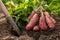 Digging up sweet potatoes