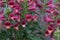 Digiplexis Twilight Plum with plum coloured flowers