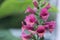 Digiplexis Twilight Plum tubular plum coloured flowers