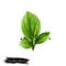 Digital art illustration of Broadleaf plantain, Plantago major isolated on white background. Organic healthy food. Green fresh