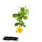 Digital art illustration of Common purslane, Portulaca oleracea isolated on white background. Organic healthy food. Green fresh