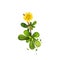 Digital art illustration of Common purslane, Portulaca oleracea isolated on white background. Organic healthy food. Green fresh