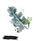 Digital art illustration of Crambe maritima, Sea kale, Crambe isolated on white background. Organic healthy food. Green fresh