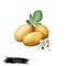 Digital art illustration of Potatoes or Solanum tuberosum isolated on white background. Organic healthy food. Brown vegetable.