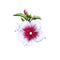 Digital art illustration of Rose of Sharon isolated on white. Hand drawn flowering bush Hibiscus syriacus. Colorful botanical