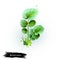 Digital art illustration of Watercress, Nasturtium officinale isolated on white background. Organic healthy food. Green fresh