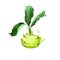 Digital art Kohlrabi, Brassica oleracea or turnip cabbage isolated on white background. Organic healthy food. Green vegetable.