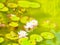 Digital artwork in watercolor painting style.  Lake, large leaves and Lily flowers, frog or toad, on the water. Abstract summer