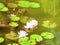 Digital artwork in watercolor painting style.  Lake, large leaves and Lily flowers, frog or toad, on the water. Abstract summer