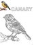 Digital blank illustration of a canary for a coloring book with the colored image as a reference