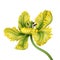 Digital botanical illustration of a beautiful yellow parrot tulip flower isolated on white background. Tropical floral clip art,