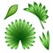 Digital botanical illustration, tropical green palm leaves collection, nature design elements, jungle foliage clip art set