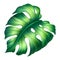 Digital botanical illustration, wild jungle foliage, tropical fresh green monstera leaf, floral clip art isolated on white