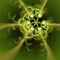 Digital computer fractal art abstract fractals extraterrestrial strange green flower