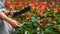 Digital control in orangery. Girl in apron with modern tablet cares for red flowers in greenhouse