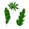 Digital exotic tropical leaves, a set for the design of invitations, letters