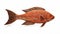 Digital Illustration Of Carved Wood Fish On White Background