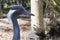 Digital illustration of a Demoiselle crane at a farm