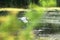 A digital illustration of a Grey Heron, Ardea cinerea flying over a lake