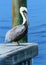 Digital illustration of a white and gray large pelican