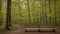 A Digital Image Illustrating An Evocative Scene Of A Forest With A Bench AI Generative