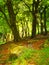 Digital impressionist style painting of a forest scene with large beech trees with leaves illuminated by bright morning sunshine