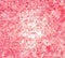 Digital Painting Abstract Granite Texture in Bright Rose Pink Color Background