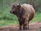 Digital painting of a beautiful horned Highland Cow in a natural rural setting