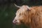 Digital painting of a beautiful horned Highland Cow in a natural rural setting