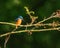 Digital painting of a common Eurasian kingfisher, Alcedo atthis perched by a pond