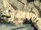 Digital painting. Cute kitten