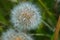 Digital painting of a dandelion pappus using a shallow depth of field