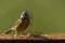 Digital painting of a Eurasian Blue Tit feeding against a clear green background