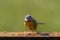 Digital painting of a Eurasian Blue Tit feeding against a clear green background