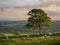 Digital painting of a lone tree at sunset in the Peak District National Park