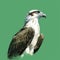 Digital Painting Of Osprey On Green Background: Editorial Illustration