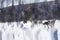 Digital painting of sled dogs, dogs running on snow, landscape with animal illustration