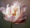 Digital painting slight pink streaks tulip