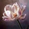 Digital painting slight pink streaks tulip