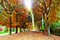 Digital painting style representing a glimpse of a tree lined avenue in the city center during autumn