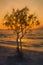 Digital painting of the sun setting behind a lone tree and mountains on a sandy beach at golden hour