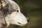 Digital Photography Background Of Grey Wolf Profile
