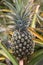 Digital Photography Background Of Hawaii Dole Plantation Pineapple