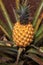 Digital Photography Background Of A Hawaii Dole Plantation Pineapple