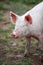 Digital Photography Background Of Pink Muddy Farm Pig